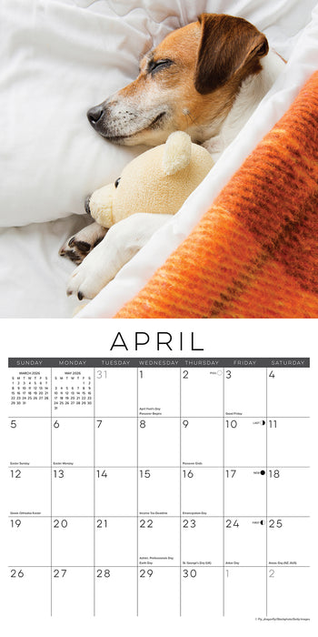 Naptime Dogs and Puppies on their Best Behavior 2026 Square Wall Calendar