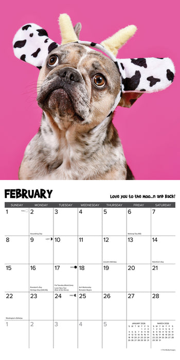 Pardon My Frenchie 2026 Square Wall Calendar