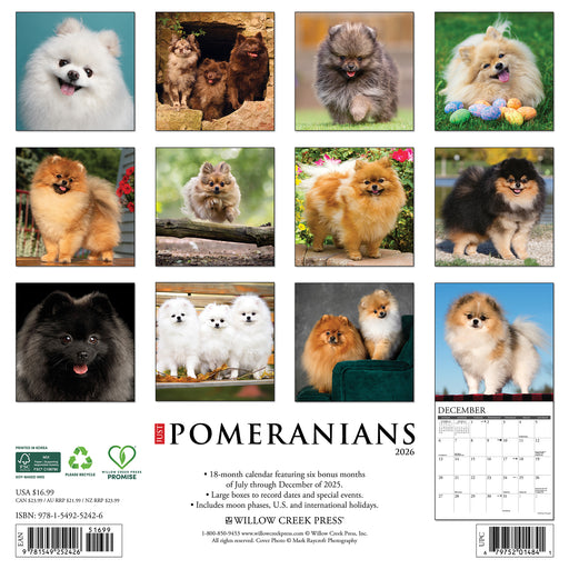 Pomeranians 2026 Square Wall Calendar