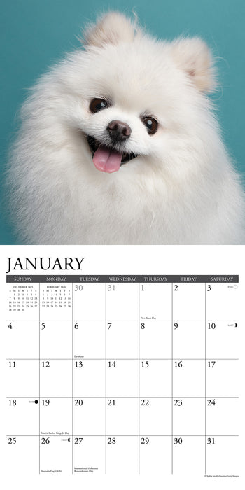 Pomeranians 2026 Square Wall Calendar