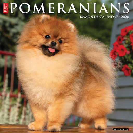 Pomeranians 2026 Square Wall Calendar