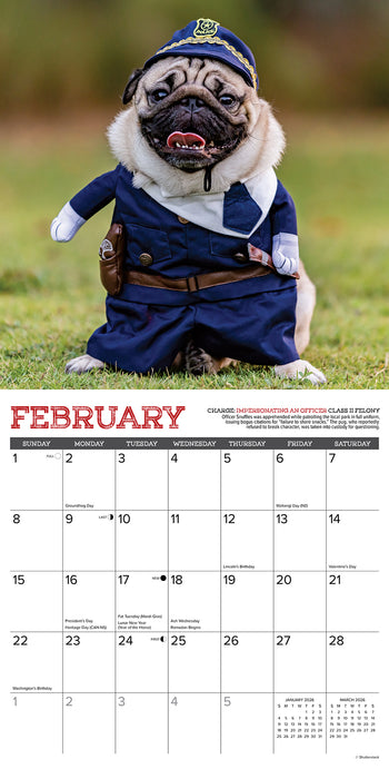 Pug Mugs 2026 Square Wall Calendar