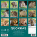 Quokkas 2026 Square Wall Calendar