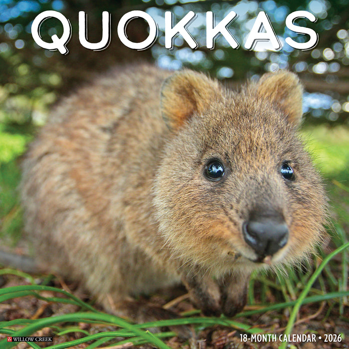 Quokkas 2026 Square Wall Calendar