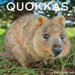 Quokkas 2026 Square Wall Calendar