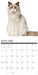 Ragdoll Cats 2026 Square Wall Calendar