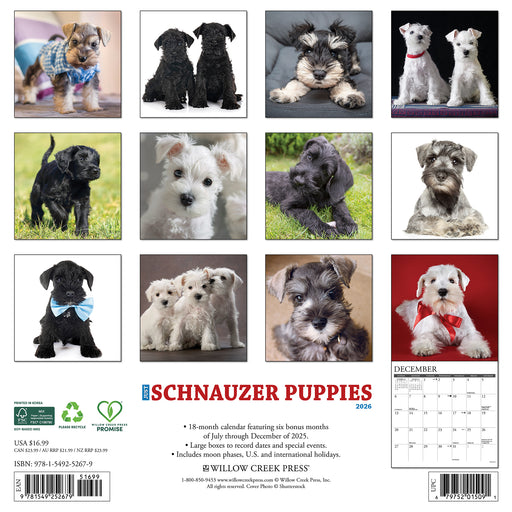 Schnauzer Puppies 2026 Square Wall Calendar