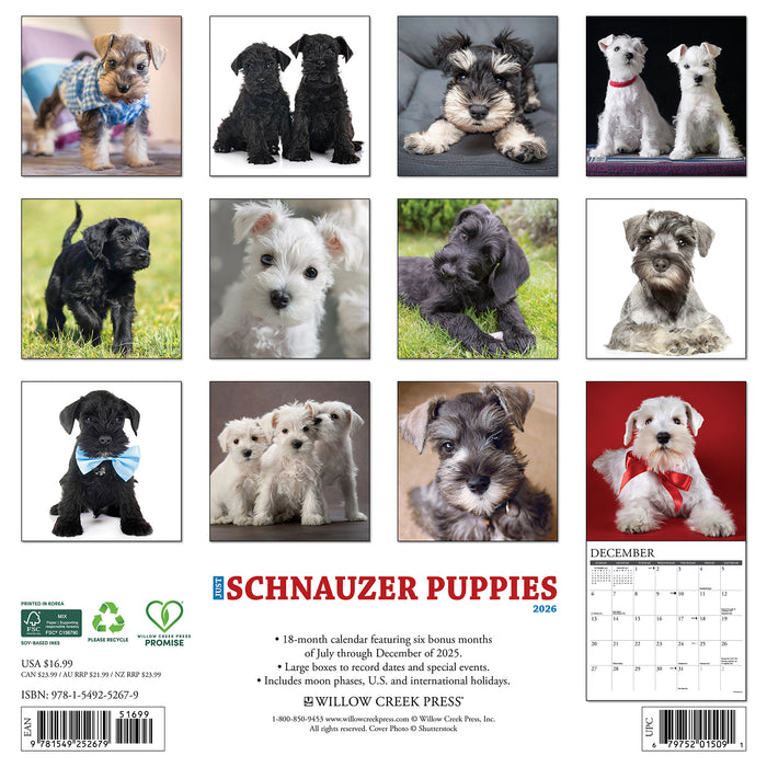 Schnauzer Puppies 2026 Square Wall Calendar