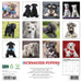 Schnauzer Puppies 2026 Square Wall Calendar