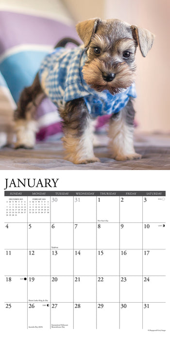 Schnauzer Puppies 2026 Square Wall Calendar