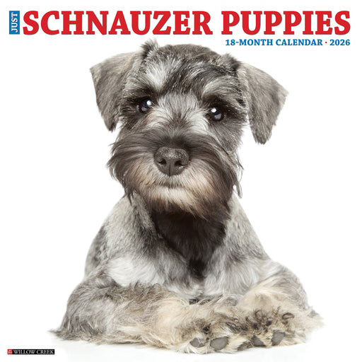 Schnauzer Puppies 2026 Square Wall Calendar