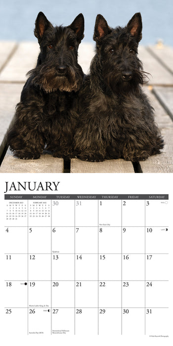 Scotties 2026 Square Wall Calendar