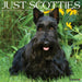 Scotties 2026 Square Wall Calendar