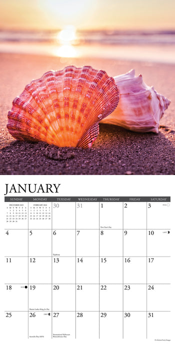 Seashells 2026 Square Wall Calendar