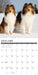 Shelties 2026 Square Wall Calendar