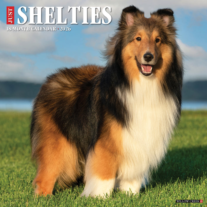 Shelties 2026 Square Wall Calendar