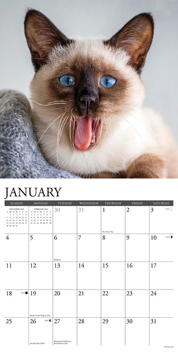 Siamese Cats 2026 Square Wall Calendar