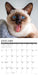 Siamese Cats 2026 Square Wall Calendar