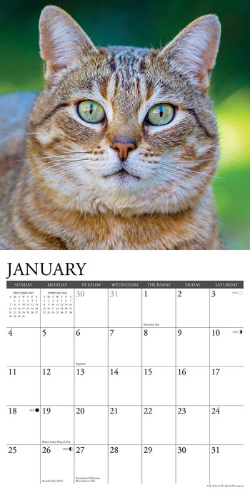 Tabby Cats 2026 Square Wall Calendar
