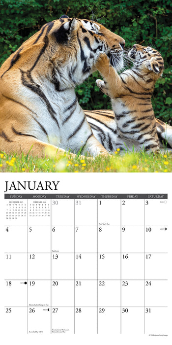 Tigers 2026 Square Wall Calendar