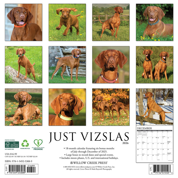 Vizslas 2026 Square Wall Calendar