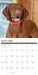 Vizslas 2026 Square Wall Calendar
