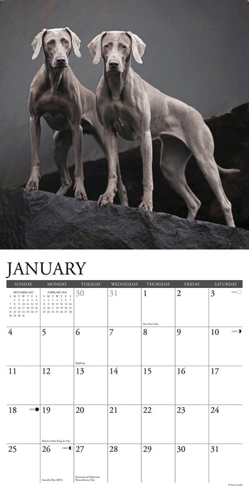 Weimaraners 2026 Square Wall Calendar