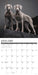 Weimaraners 2026 Square Wall Calendar