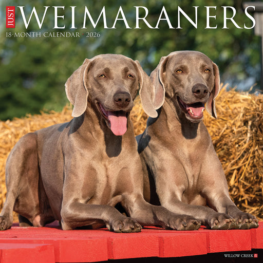 Weimaraners 2026 Square Wall Calendar