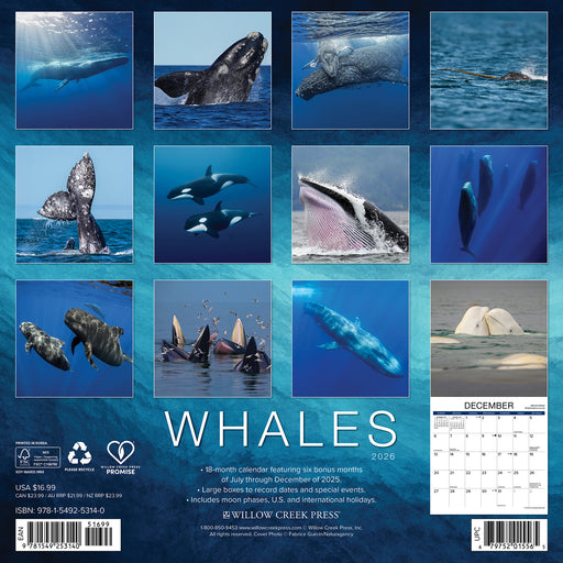 Whales 2026 Square Wall Calendar