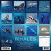 Whales 2026 Square Wall Calendar
