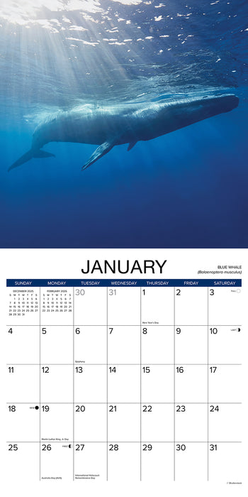 Whales 2026 Square Wall Calendar