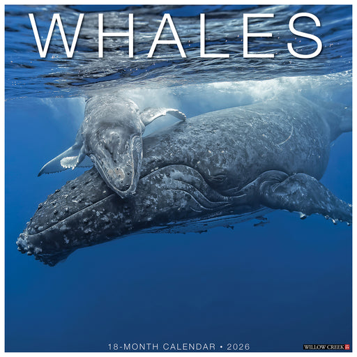 Whales 2026 Square Wall Calendar