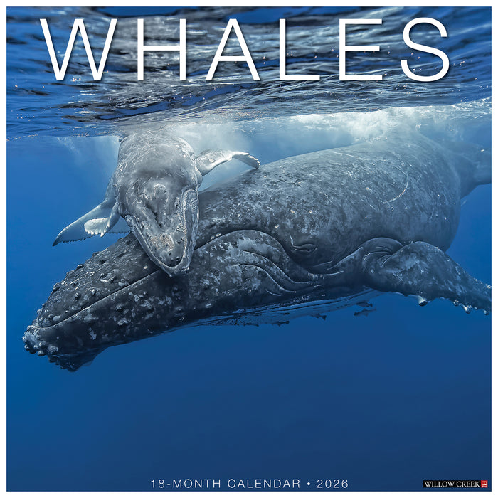 Whales 2026 Square Wall Calendar