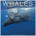 Whales 2026 Square Wall Calendar