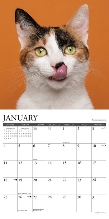 What Cats Teach Us 2026 Square Wall Calendar