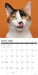 What Cats Teach Us 2026 Square Wall Calendar