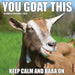 You Goat This 2026 Square Wall Calendar