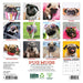 Pug Mugs 2026 Mini Wall Calendar