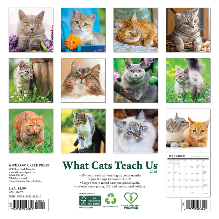 What Cats Teach Us 2026 Mini Wall Calendar