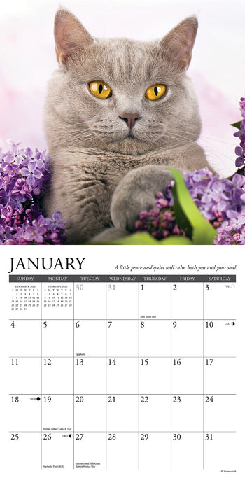 What Cats Teach Us 2026 Mini Wall Calendar