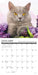 What Cats Teach Us 2026 Mini Wall Calendar