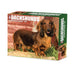Dachshunds 2026 Page-A-Day Calendar