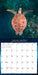 Sea Turtles 2026 Square Wall Calendar