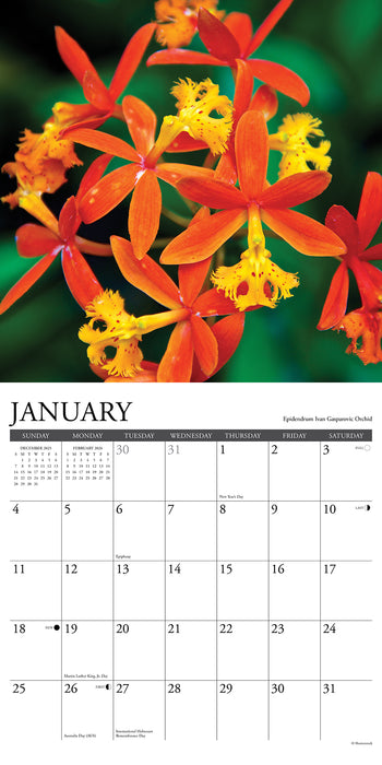 Orchids 2026 Square Wall Calendar