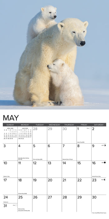 Polar Bears 2026 Square Wall Calendar
