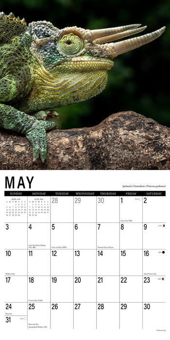 Scales 2026 Square Wall Calendar