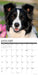 Border Collies 2027 Square Wall Calendar