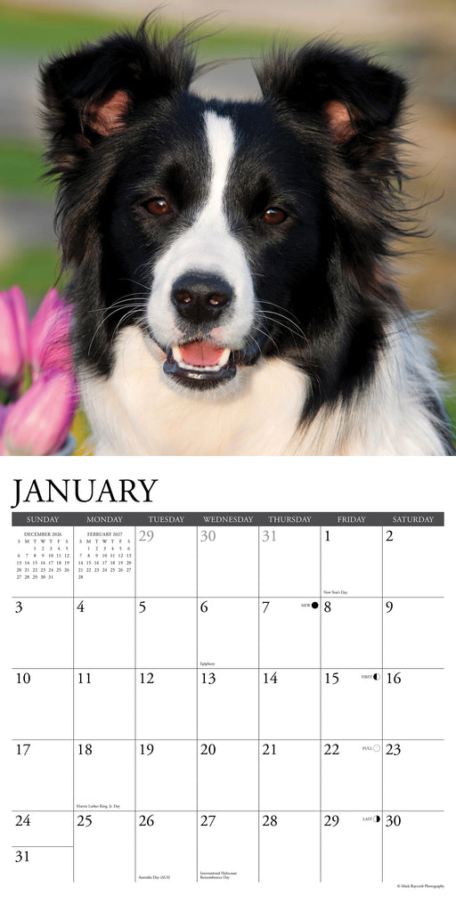 Border Collies 2027 Square Wall Calendar