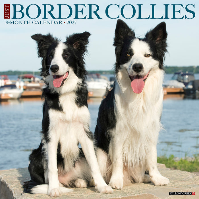 Border Collies 2027 Square Wall Calendar